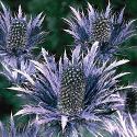 Blue Sea Holly Blue Sea Holly