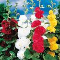 Double Hollyhocks (Pet Safe) Double Hollyhocks (Pet Safe)