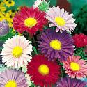 English Aster Mix 