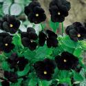 Black Satin Viola