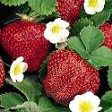 Everbearing Strawberries Everbearing Strawberries
