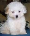 Toy poodle