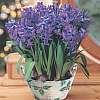 Hyacinth Blue Hyacinth Blue