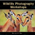 Wildlife Photography Workshops Wildlife Photography Workshops